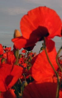 poppies in a field