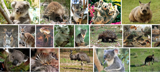 AustralianAnimals